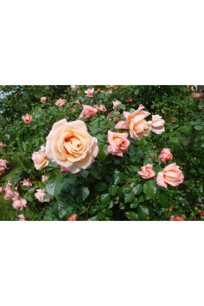 Троянда плетиста ’Барок’ (персикова) 